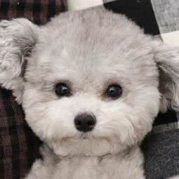 汪汪宠物用品店:西安市碑林区文艺路附近