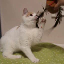 corner cats转角处猫舍:西安市碑林区何家村/黄雁村附近