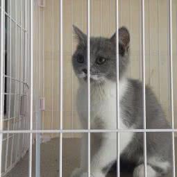 Na家宠物:西安市碑林区东关正街附近