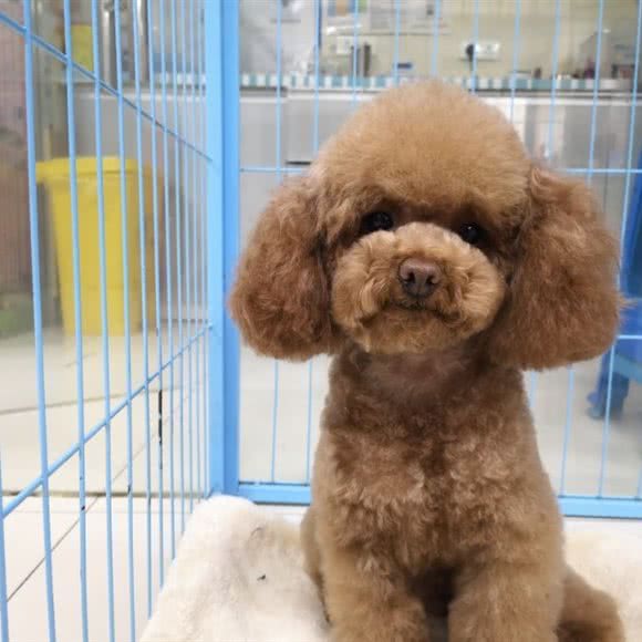 吉硕宠物诊所:西安市碑林区南二环东段附近