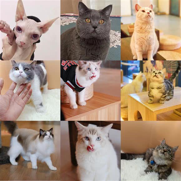 没有猫甜·猫咖·主机电玩·桌游·换装·撸宠:西安市碑林区长安立交附近