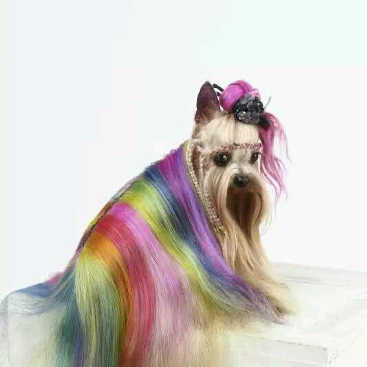 约克之夏:西安市莲湖区安定门附近