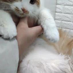 小爪子宠物美容会所:西安市莲湖区安定门附近