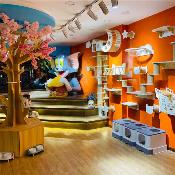 薄荷猫咖?萌宠生活馆:西安市莲湖区安定门附近