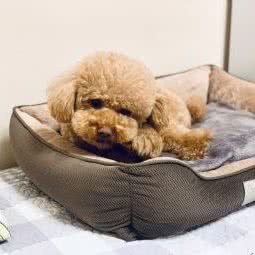 小熊宠物店:西安市莲湖区西稍门附近