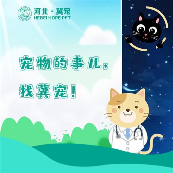 冀宠?猫专科医院:唐山市路北区北新道附近