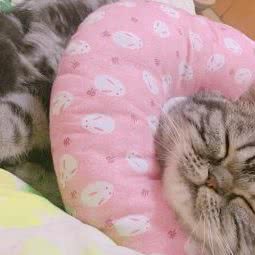 向荣小伙伴宠物诊所:西安市莲湖区北关附近