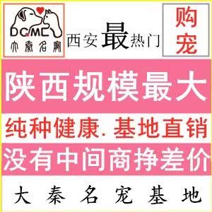 大秦名宠基地·大型购宠中心买狗买猫犬舍猫舍(总店):西安市莲湖区红庙坡附近