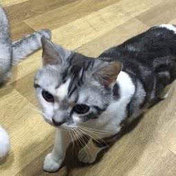 迷猫域:西安市莲湖区红庙坡附近