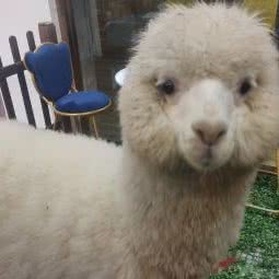 萌宠生活馆:唐山市路北区凤城国际附近