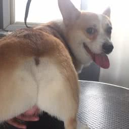 inu宠物酒店:西安市莲湖区红庙坡附近