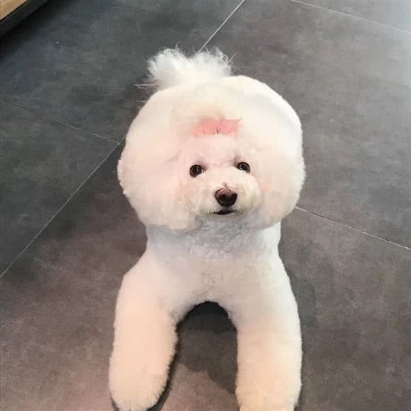 嗨皮宠屋:西安市莲湖区红庙坡附近