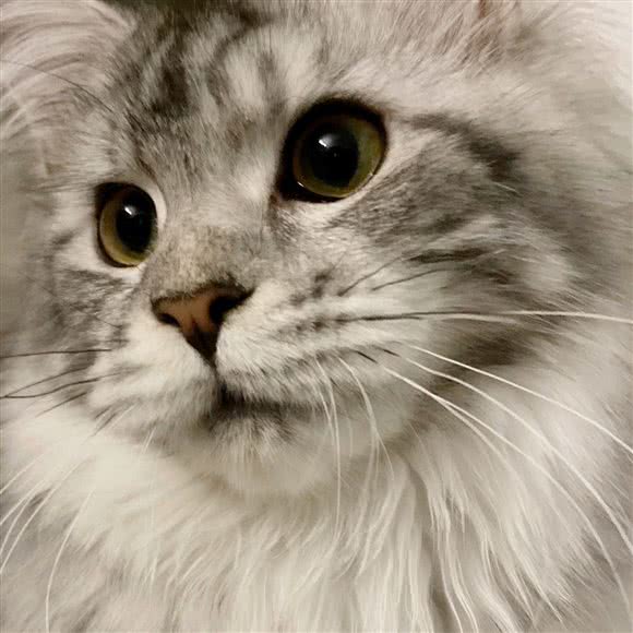 喵小宠优品工作室:西安市莲湖区红庙坡附近