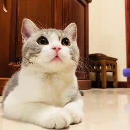 小精灵动物医院:西安市莲湖区红庙坡附近