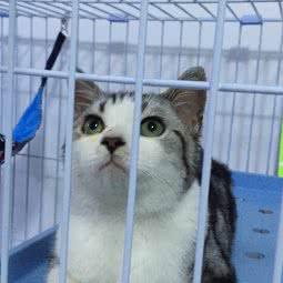 小贝壳宠物店:西安市莲湖区汉城路沿线附近