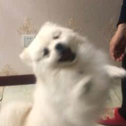 一鸣宠物(红光路店):西安市莲湖区汉城路沿线附近