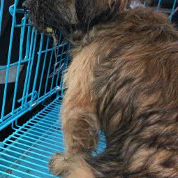 宠爱宠物(沣惠北路):西安市莲湖区大兴新区附近