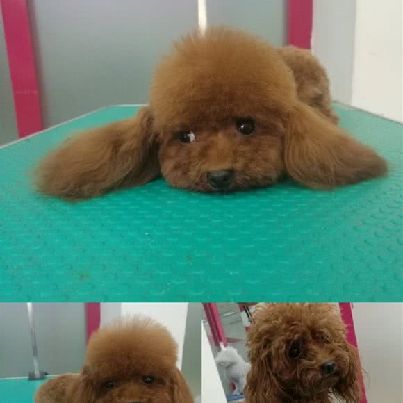 私人宠物美容师:西安市灞桥区浐灞生态区附近