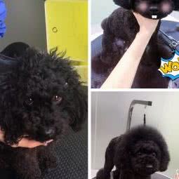 dogdog·等等宠物:西安市灞桥区浐灞生态区附近