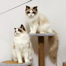 Shirley Shun纯种人偶猫舍:西安市灞桥区浐灞生态区附近