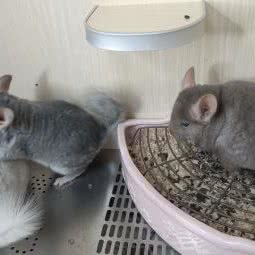 豆豆龙龙猫馆:西安市灞桥区纺织城附近