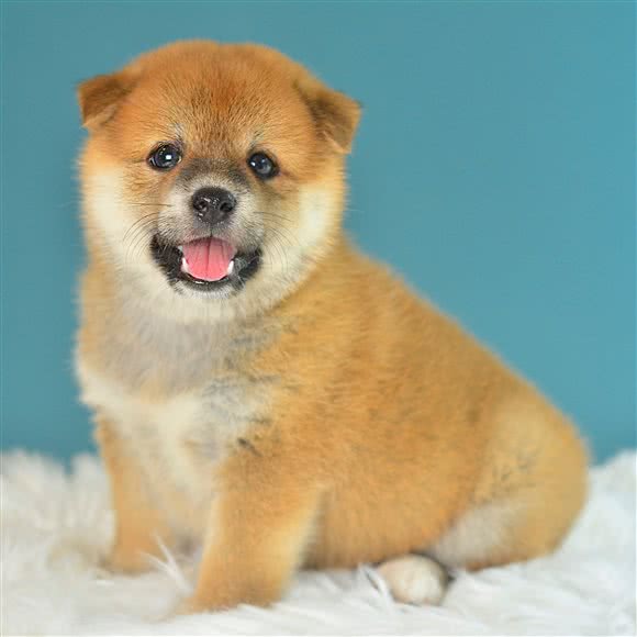 阿熊宠物布偶、金渐层、矮脚、柯基、柴犬猫狗专卖:西安市灞桥区纺织城附近