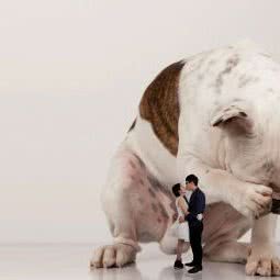 忆宠物摄影工作室:北京城区朝阳区十里堡附近