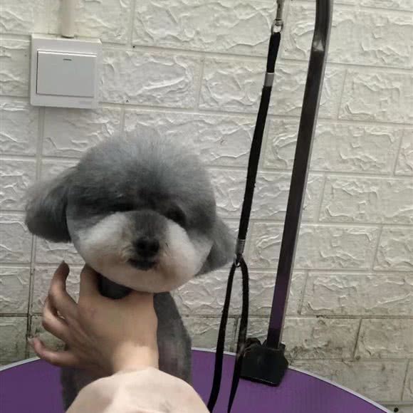 卷毛圈的宠物店:西安市灞桥区灞业大境附近