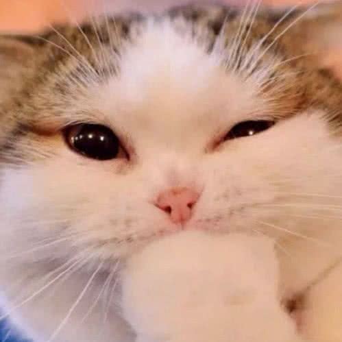 静宠园小铺:西安市灞桥区十里铺附近