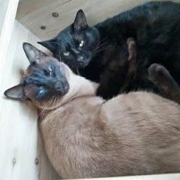 橙子家庭宠物寄养:西安市灞桥区长乐坡附近