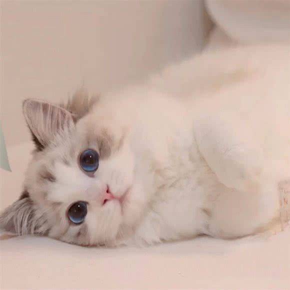 麻吉布偶宠物生活馆:西安市灞桥区长乐坡附近