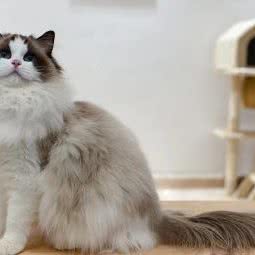 Shirley shun纯种布偶猫:西安市灞桥区田洪正街附近