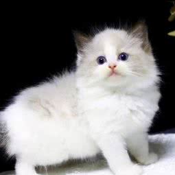 雪莉纯种布偶猫舍:西安市灞桥区田洪正街附近