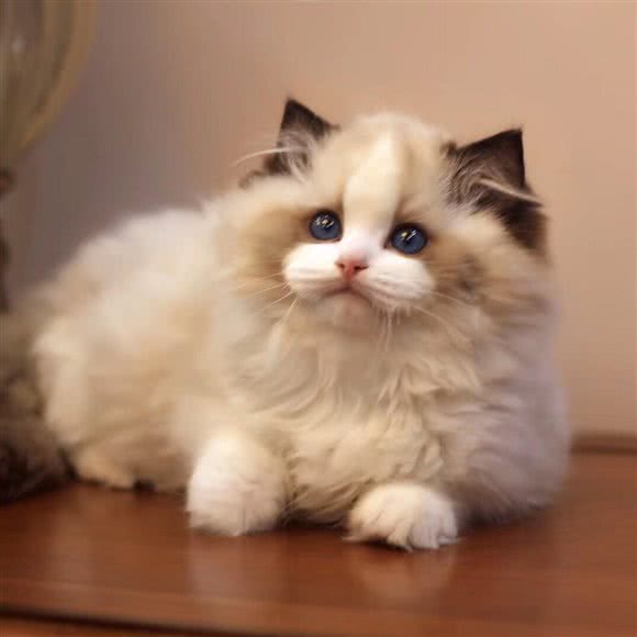 喵时光猫咖:西安市未央区龙首附近