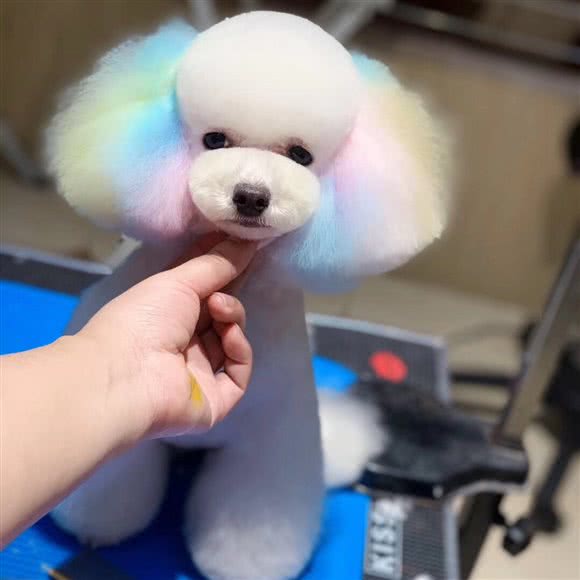 小骨头宠物:西安市未央区龙首附近