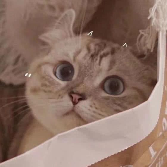 猫咪小院·猫咖·宠物:西安市未央区龙首附近