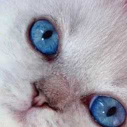 丸子猫舍:西安市未央区未央路沿线附近