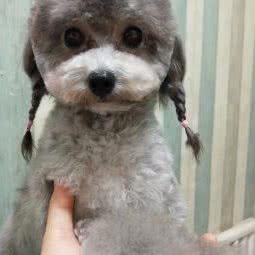 爱人动物宠物会所:西安市未央区三桥附近