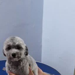 宠管家宠物店:西安市未央区辛家庙附近