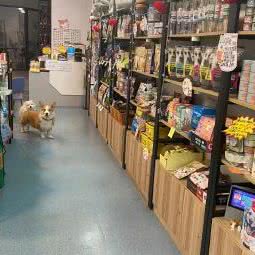 PETDOG派多格狗狗:西安市未央区辛家庙附近