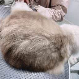 奶糖宠物店:西安市未央区辛家庙附近