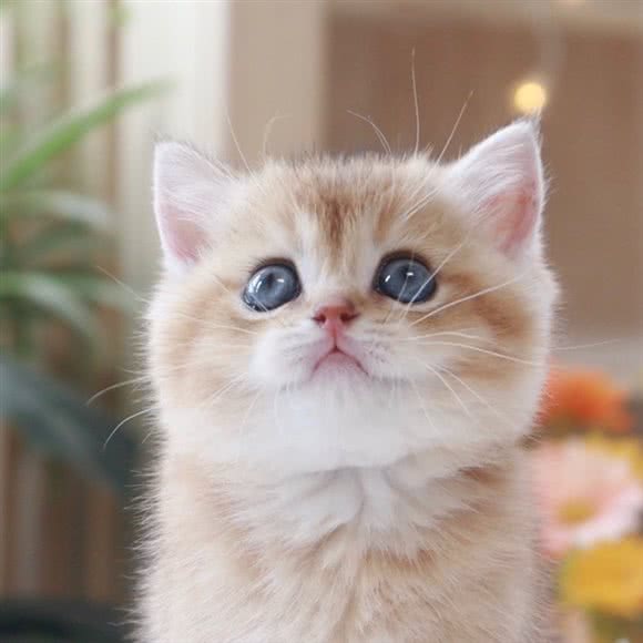 喵喵萌宠私人猫舍·布偶猫·金渐层银渐层蓝猫:西安市未央区辛家庙附近