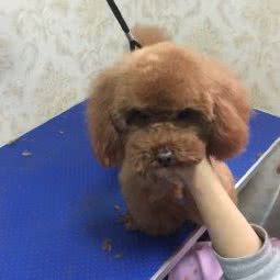 毛毛球宠物生活馆:唐山市路北区学院北路附近