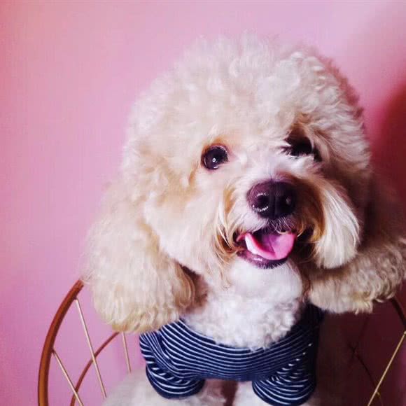 缤格宠物酒店:西安市未央区辛家庙附近