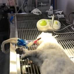 康德动物诊所:西安市未央区辛家庙附近