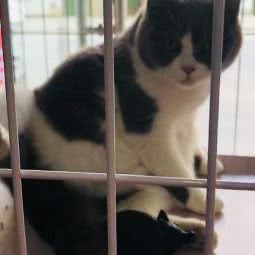 哎呦宠物生活馆:西安市未央区太华路沿线附近