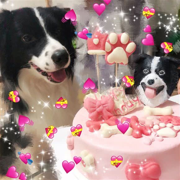 Bunny宠物膳食坊:西安市未央区太华路沿线附近