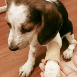 大嘴狗宠物医院:西安市未央区太华路沿线附近