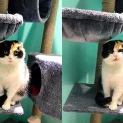 萌爪联盟宠物会馆:西安市未央区红旗厂附近