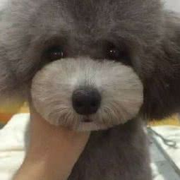 美吖宠物美容工作室:西安市未央区明光路附近